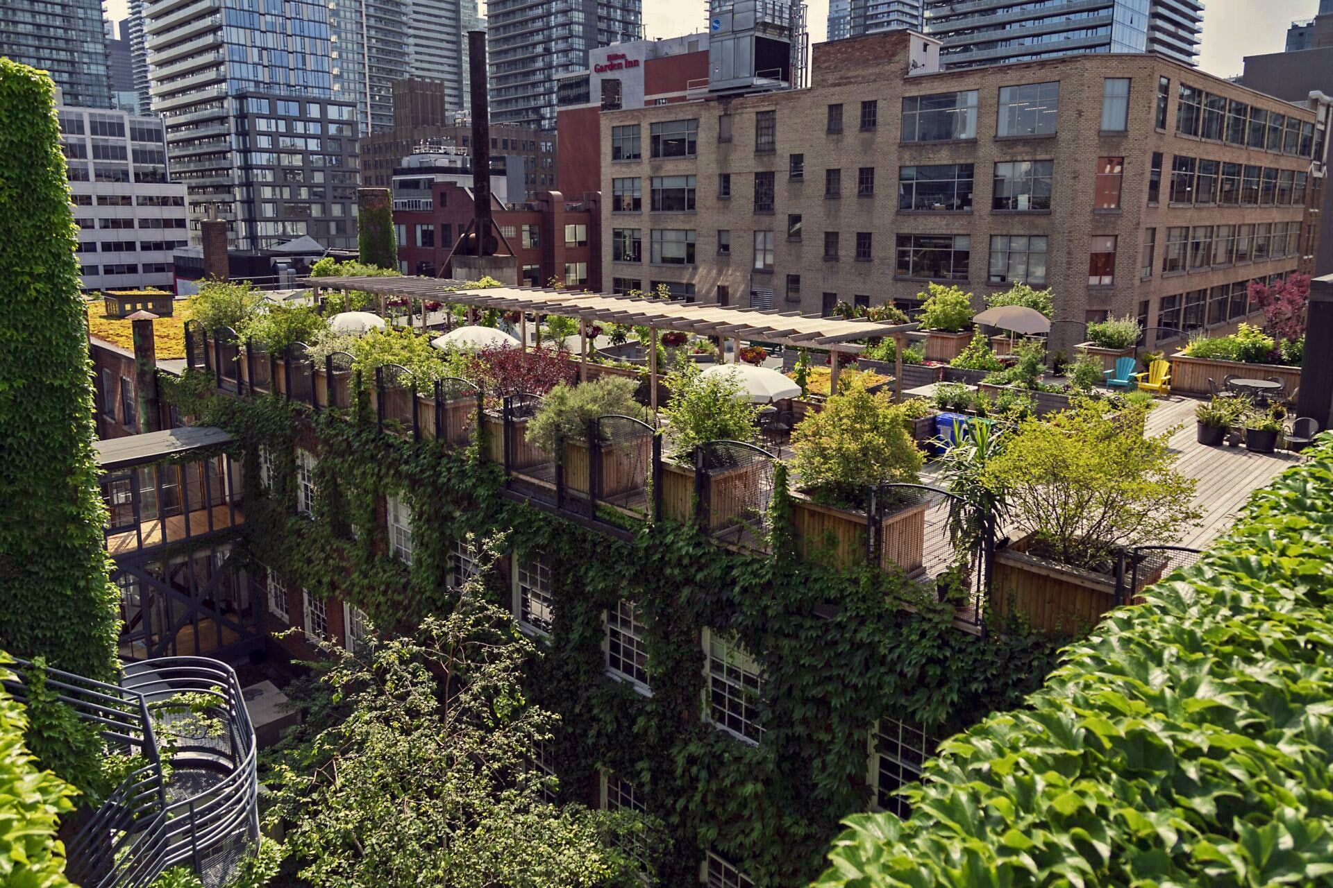 This is a photograph of the lush rooftop gardens at 401 Richmond in downtown Toronto during the height of summer.